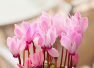 Ciclamino 800 0 102 Ciclamino